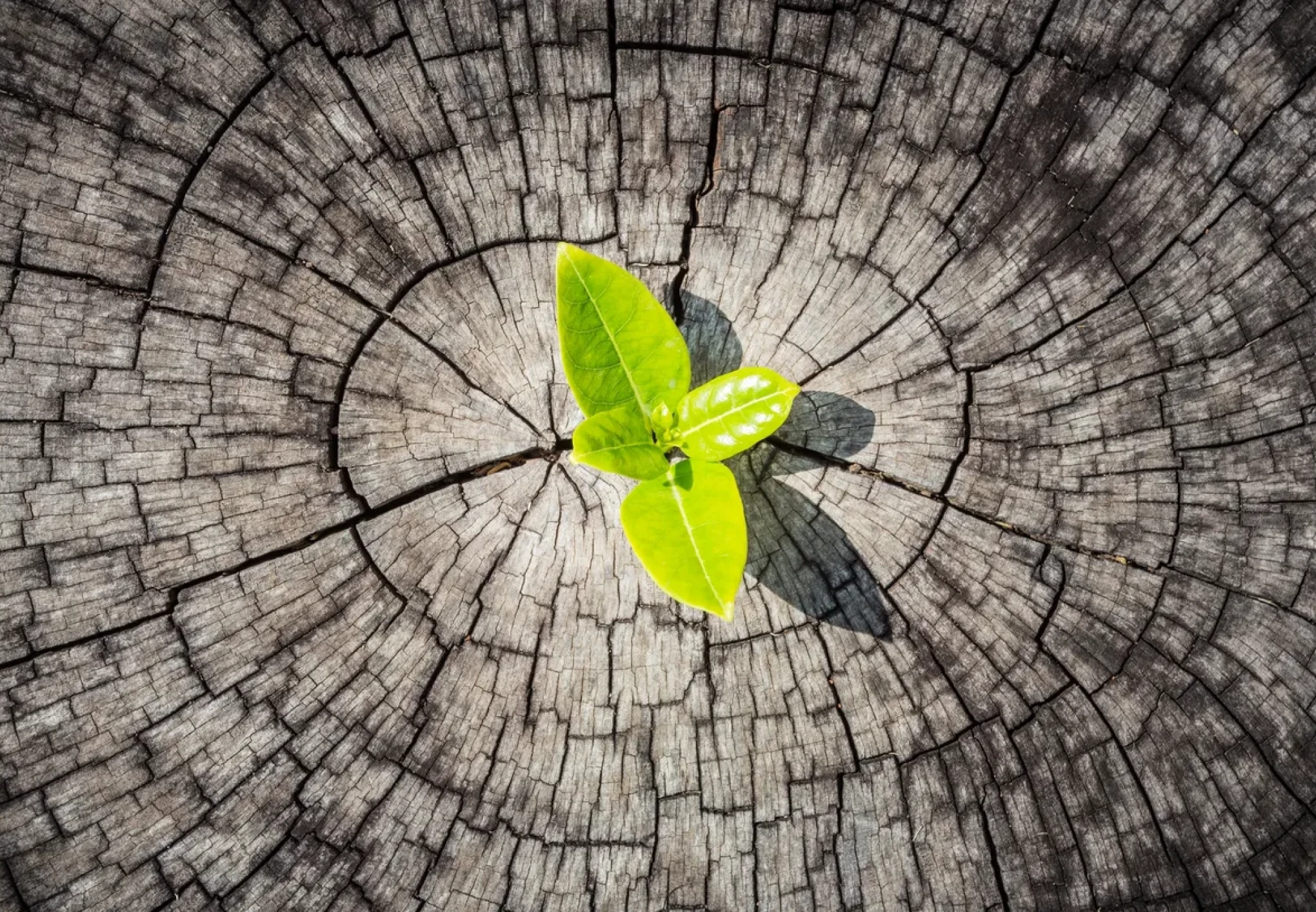 Fresh leaves emerging from wood surface